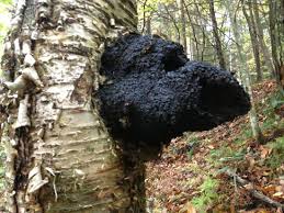 Chaga Mushroom on birch tree