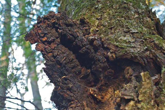 Chaga_Mushroom Distant Hill Gardens Giddy Yoyo