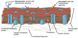 heart cell membrane with cholesterol and phospholipid bilayer