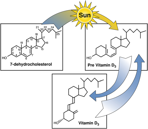 sun-to-vitamin-d3-sunshine-vitamin