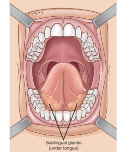 tongue sublingual