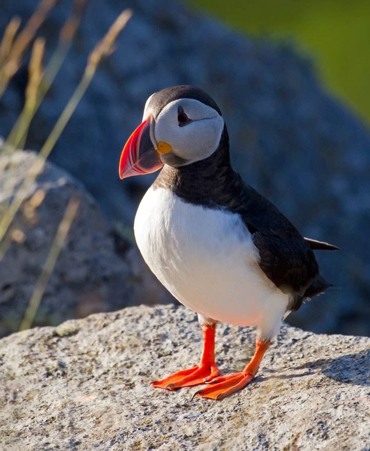 Puffins Rathlin Island