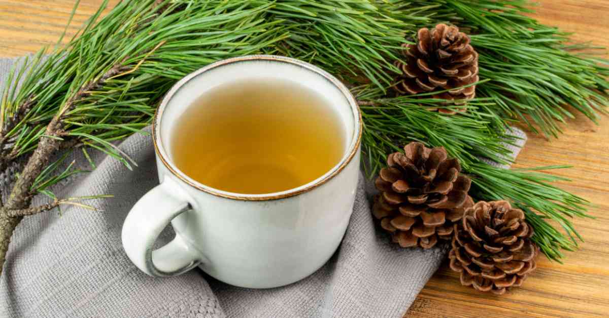 Pine Needle Tea Immunity