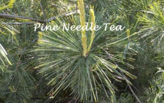White Pine Needle Tea Cheryl Millett