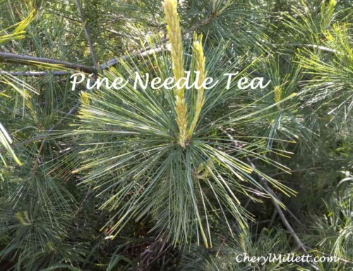 Pine Needle Tea