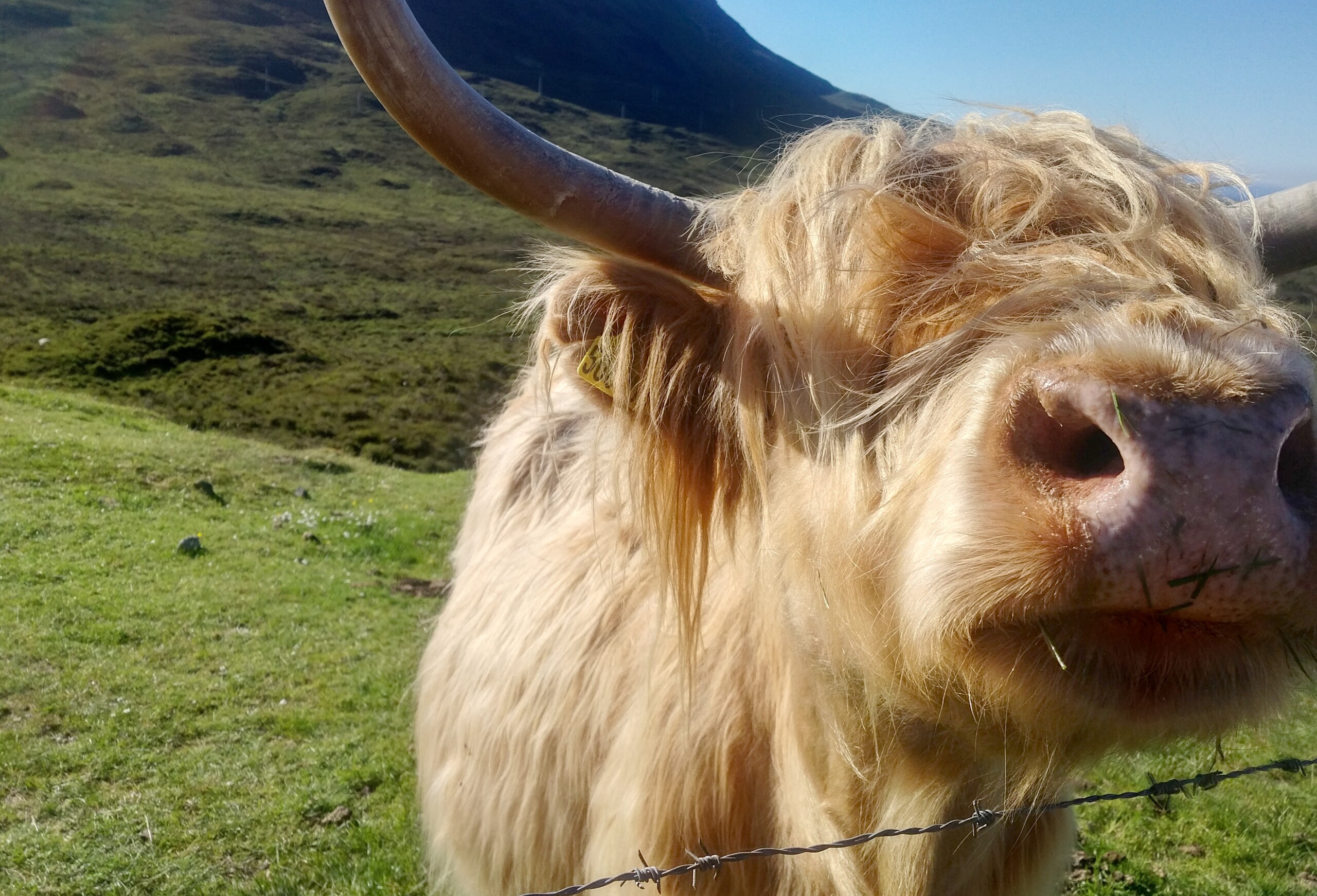 highland coo covid health solutions