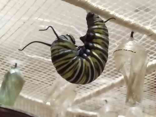 Fall Monarch Caterpillar Handing Upside Down