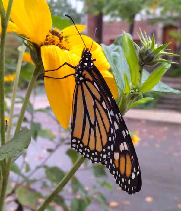Fall Butterfly October 16, 2021