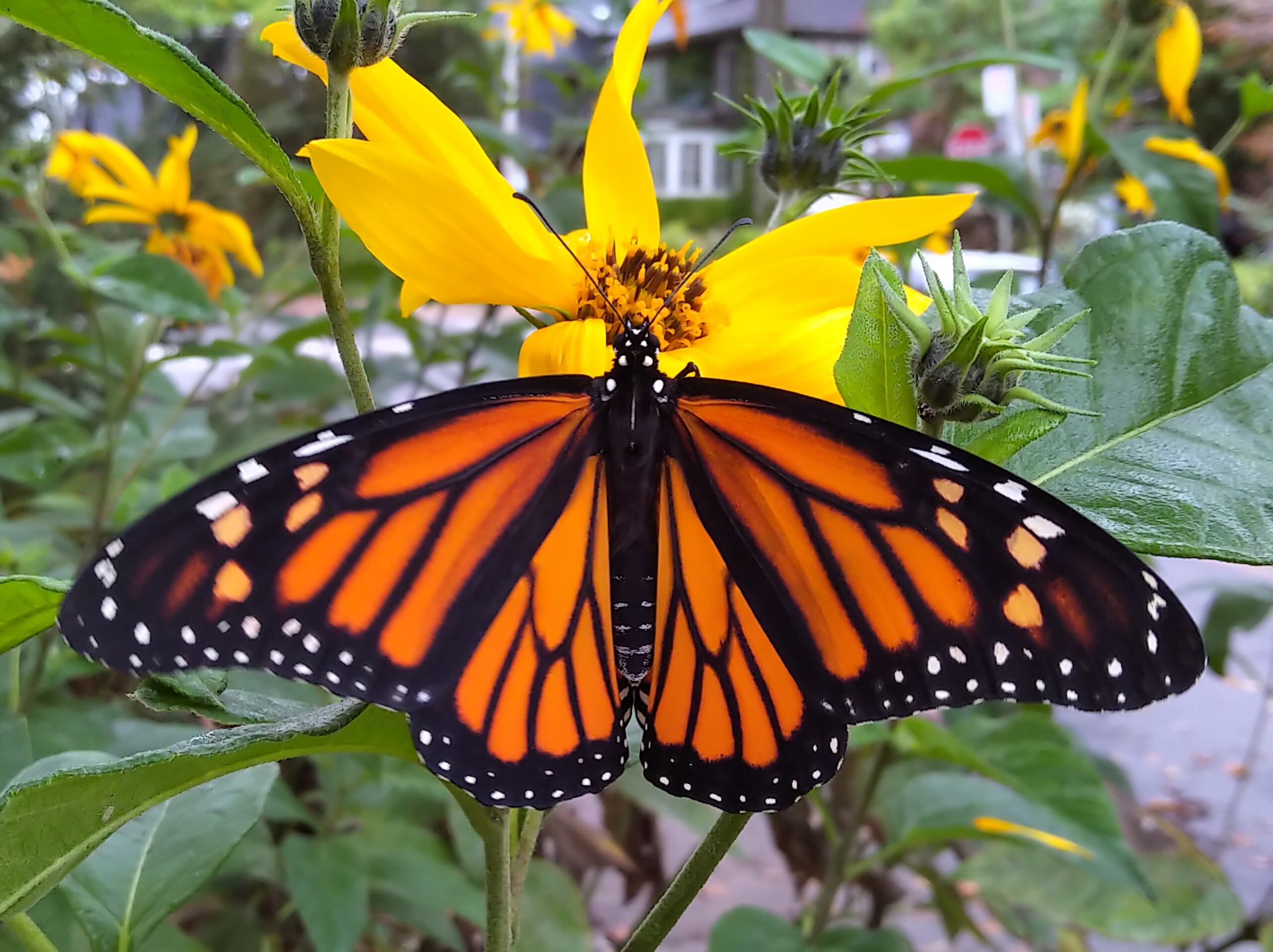 Fall Monarch Butterfly