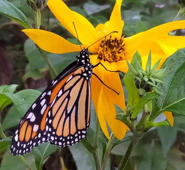 Fall Monarch Butterfly 2 2021