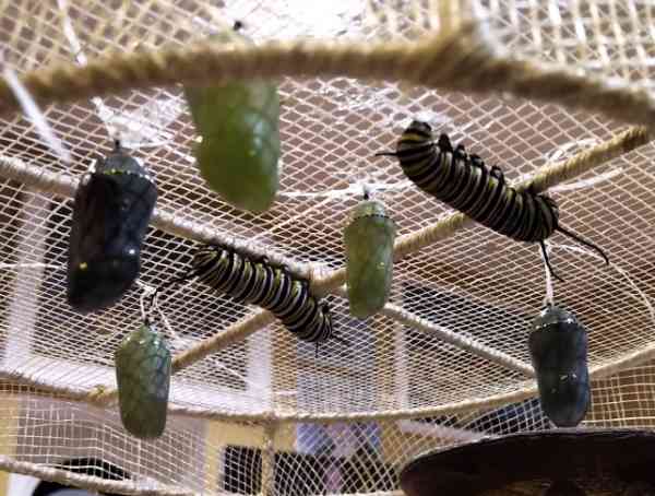 Monarch Caterpillar Chrysalis