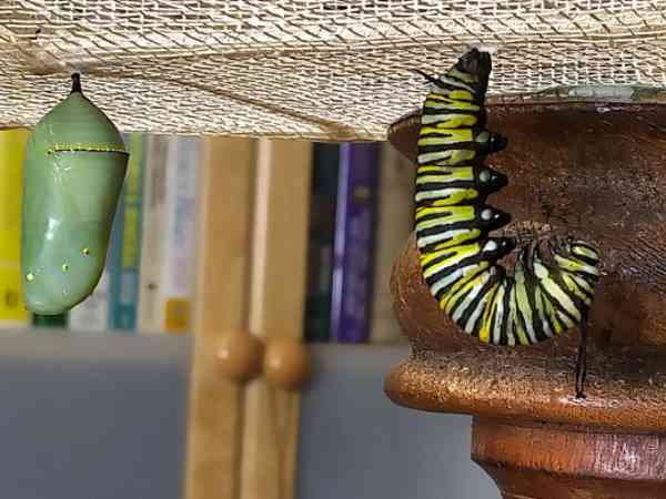 Hanging Monarch Caterpillar Cheryl Millett