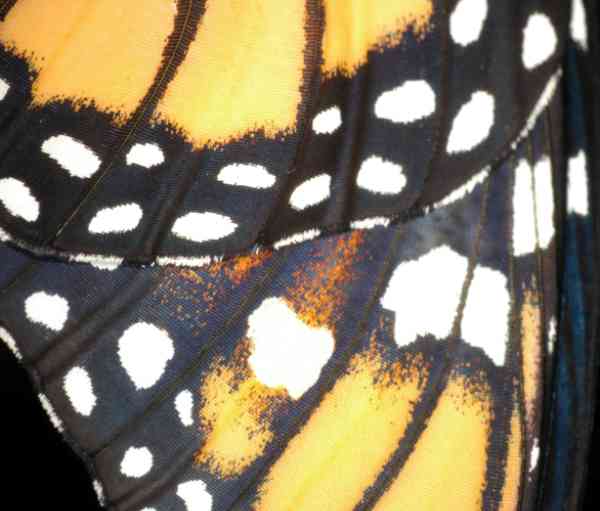 Monarch Butterfly Wing Close Up Cheryl Millett