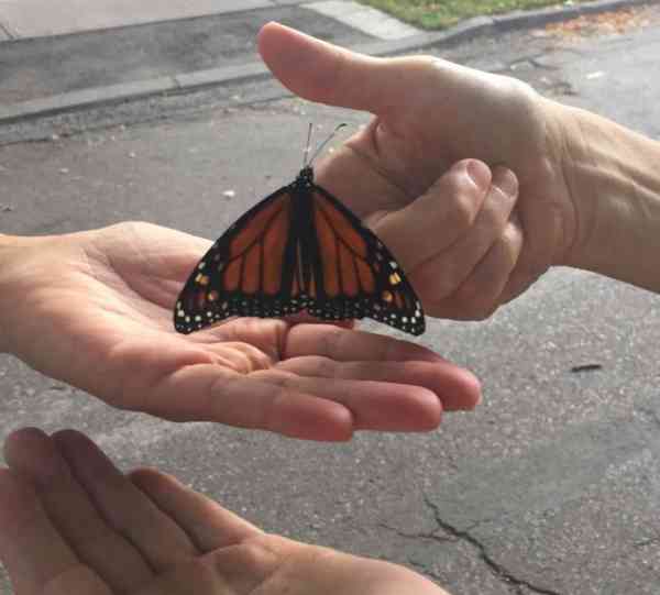 A neighbour Monarch butterfly