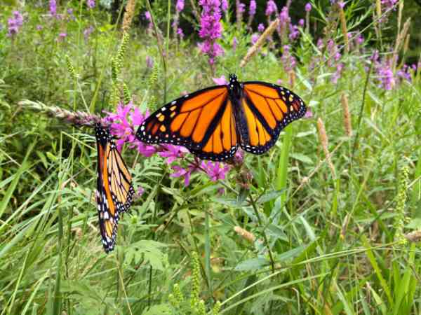 male Monarch Butterfly