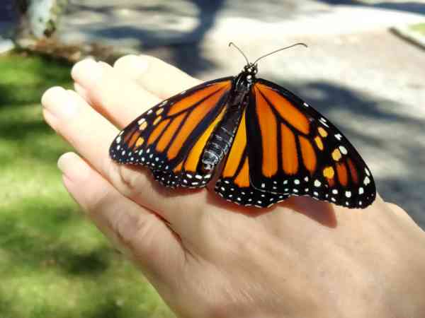 Susan Asunmaa Monarch Butterfly 3
