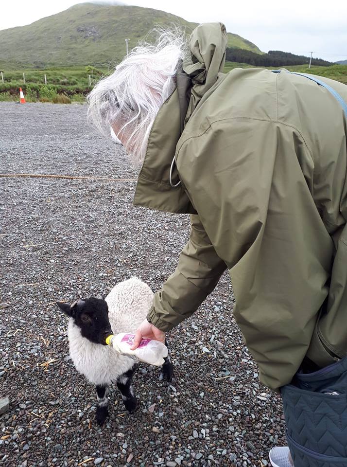 Walking in Ireland Irish lamb