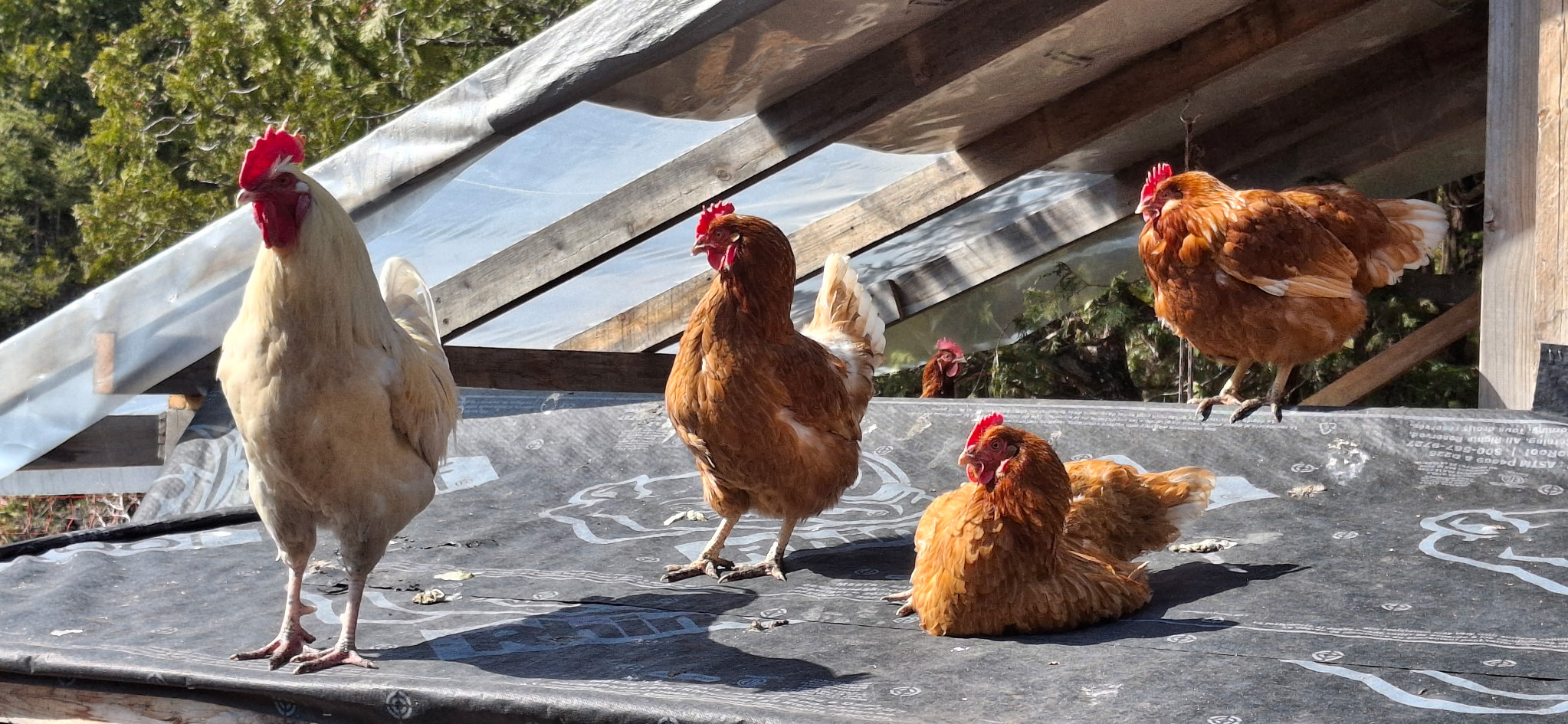 Chickens and sunchokes