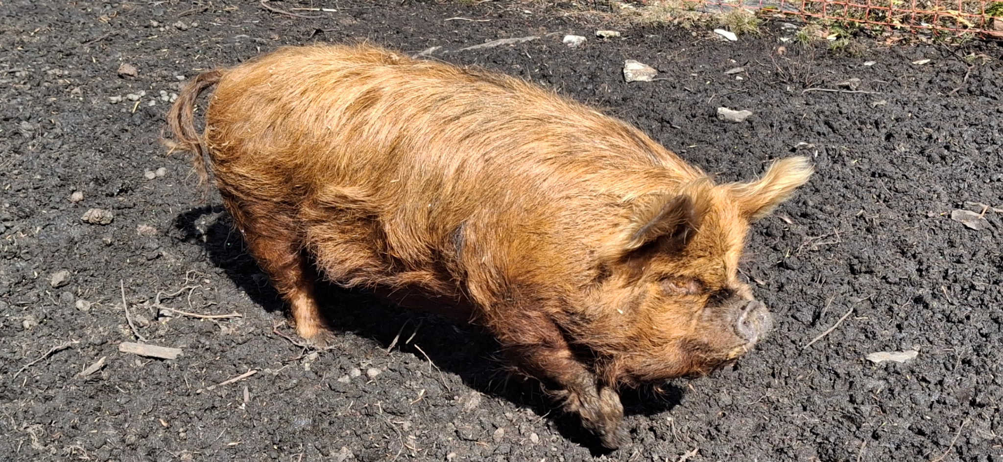 Pigs and sunchokes