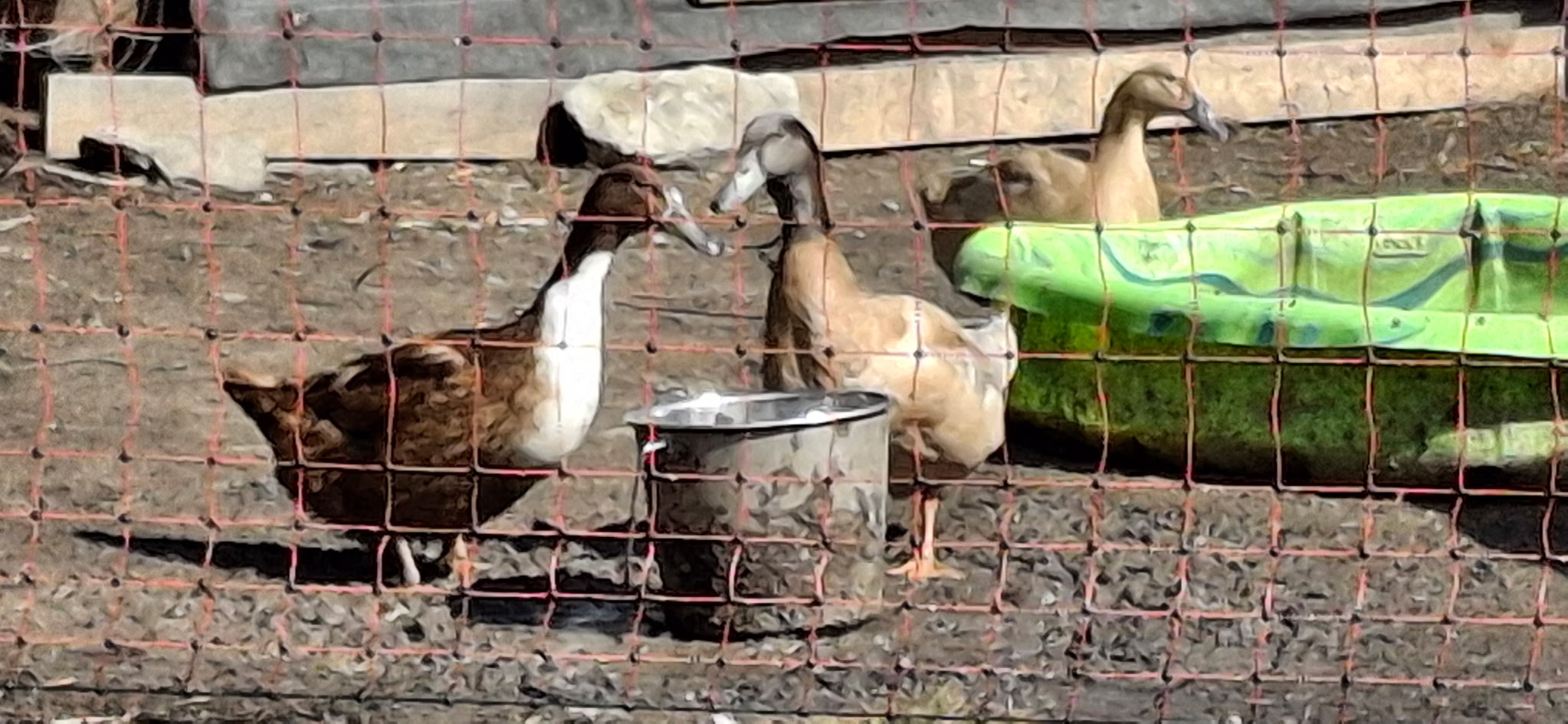 Ducks and sunchokes