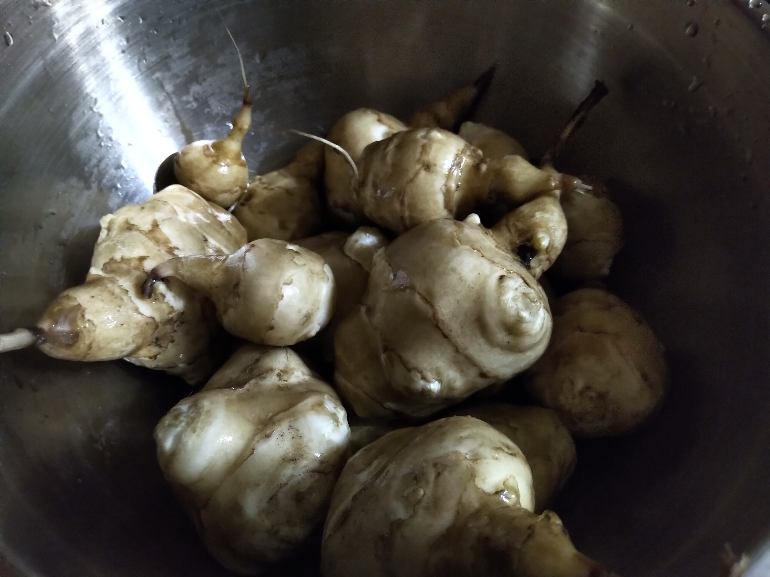 Washed Sunchokes Jerusalem Artichokes