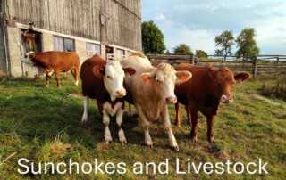Sunchokes and Livestock Cows
