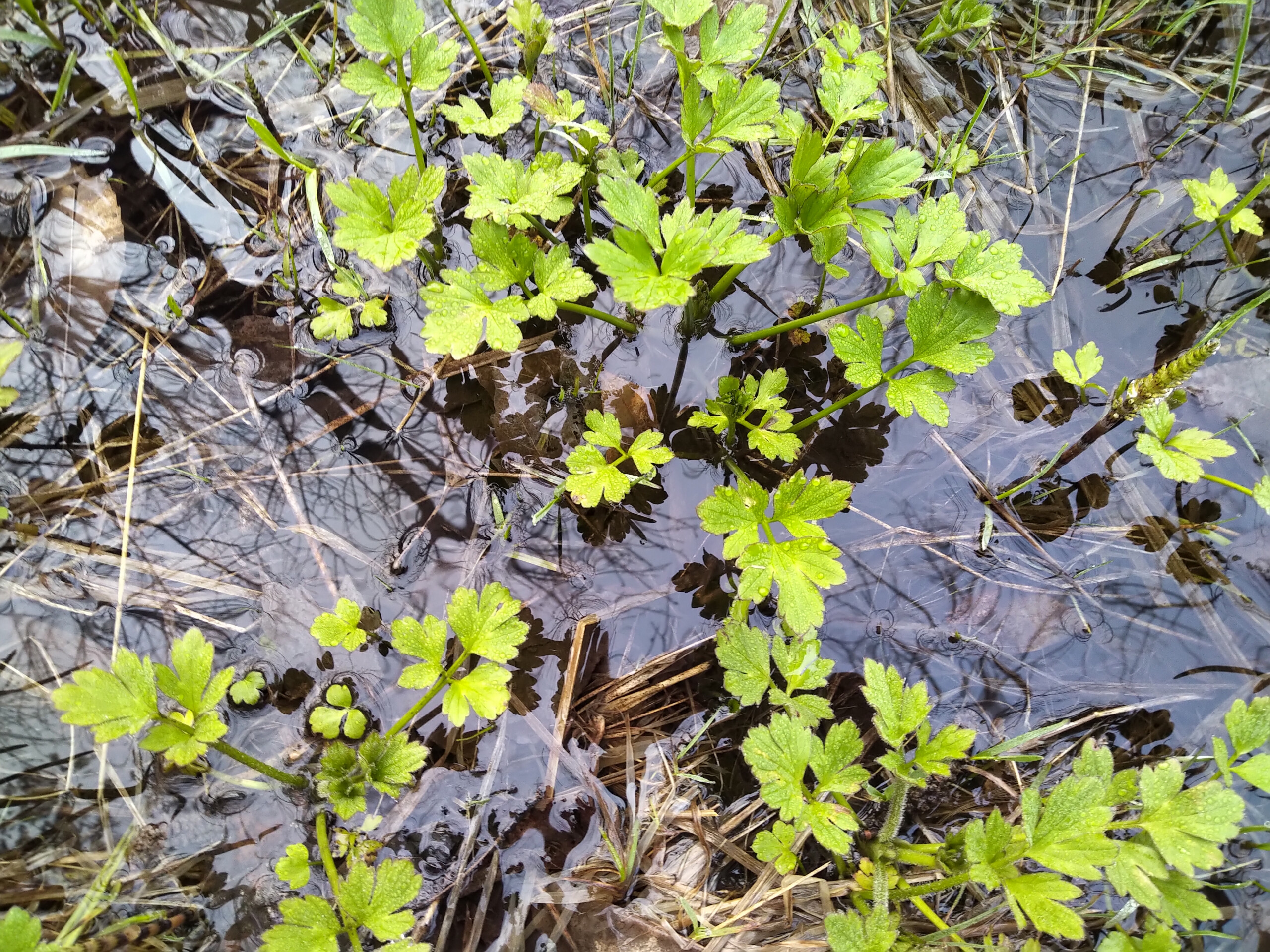 Manitoulin Island Wild Celery wild celery Manitoulin Island Cheryl Millett photo (c)