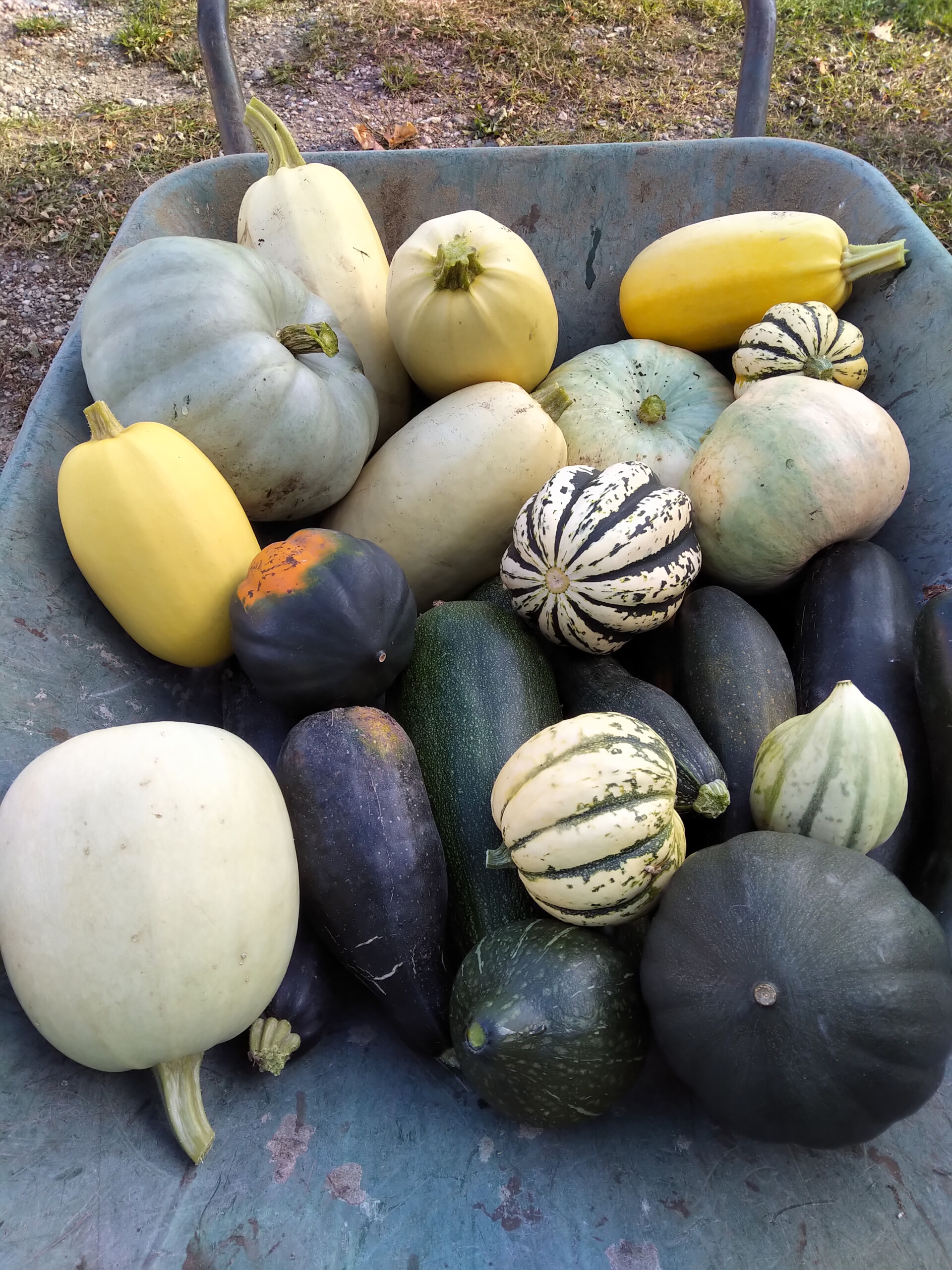 squash Manitoulin gardening