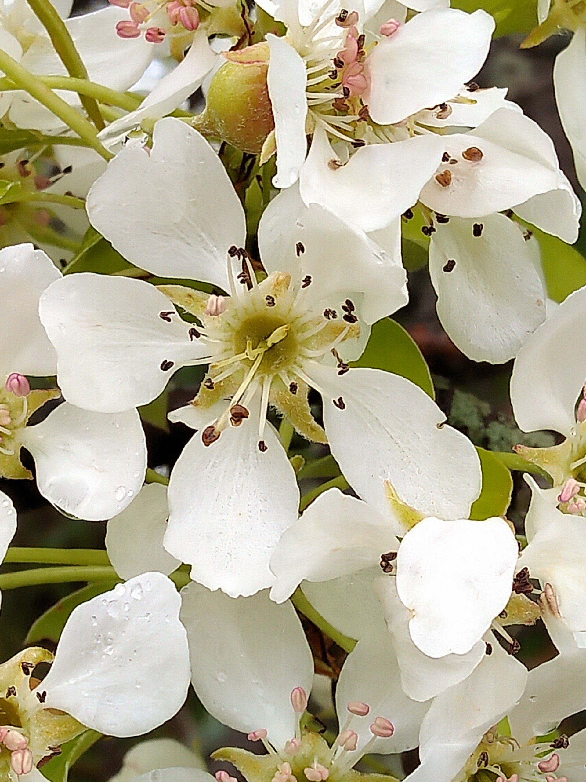 fruit tree blossoms