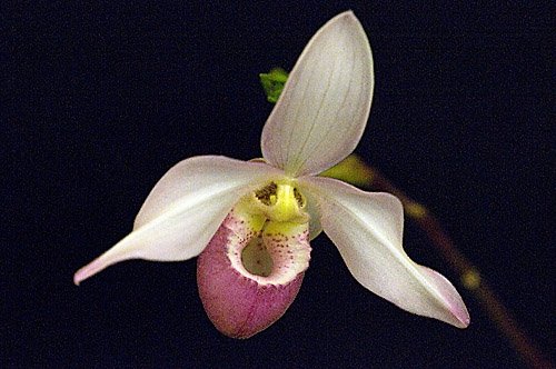 Straighten Up the flower
