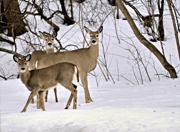Straighten Up Deer heads Cheryl Millett