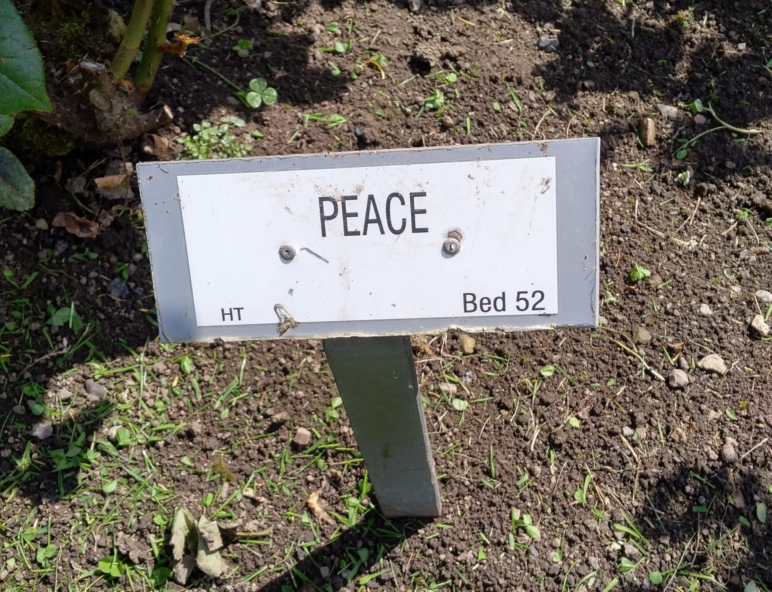 Peace Healthy Tips Cheryl Millett