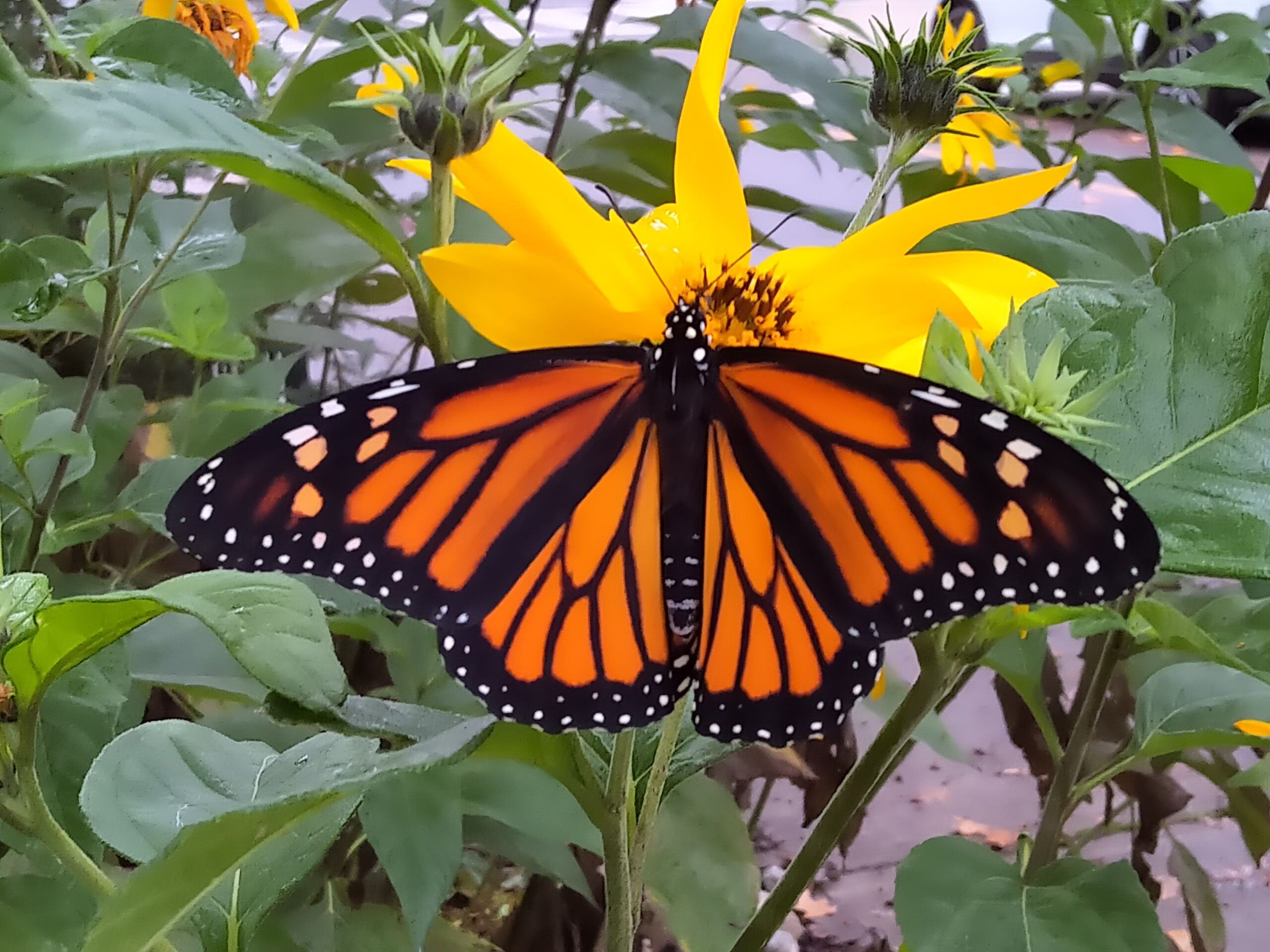 Straighten Up open Monarch wings