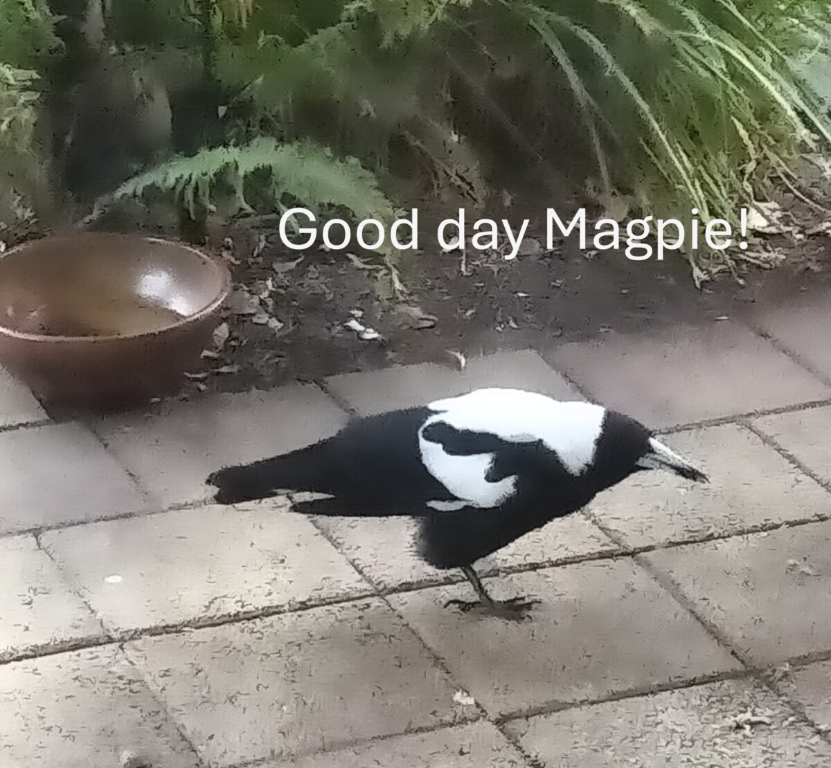 Australia Magpie birds