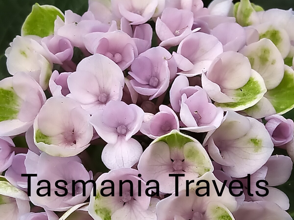 Tasmania Travels Cheryl Millett Launceston