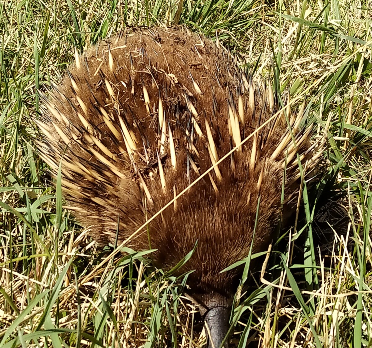 Echidna Tasmania Travels Cheryl Millett