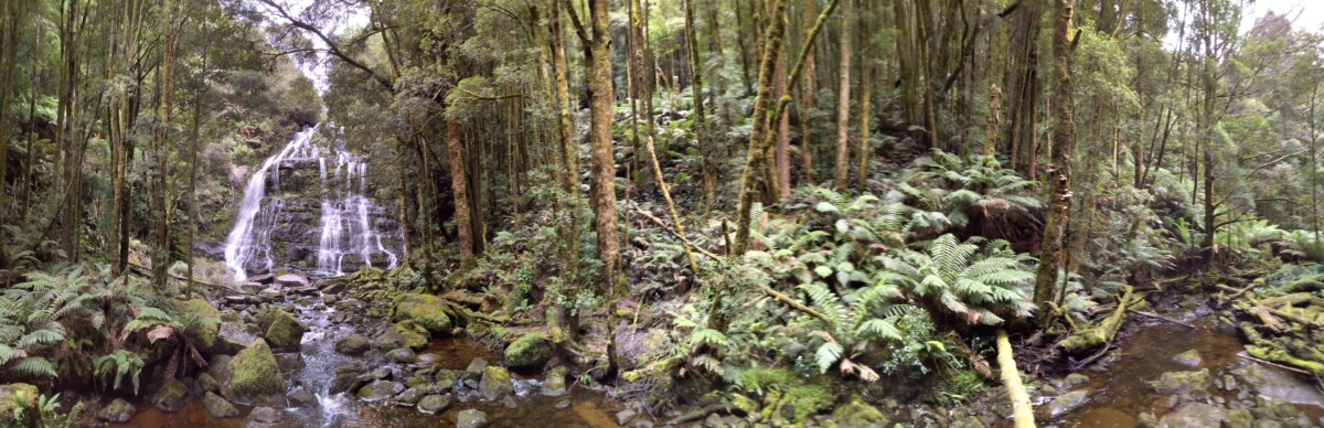 Tasmania forest