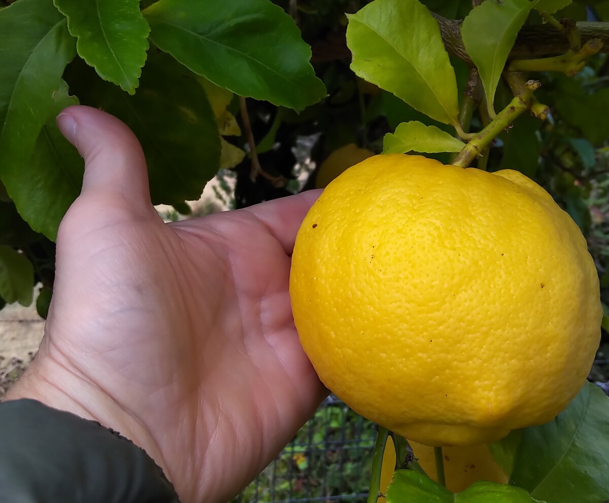 Lemon trees on Tasmania