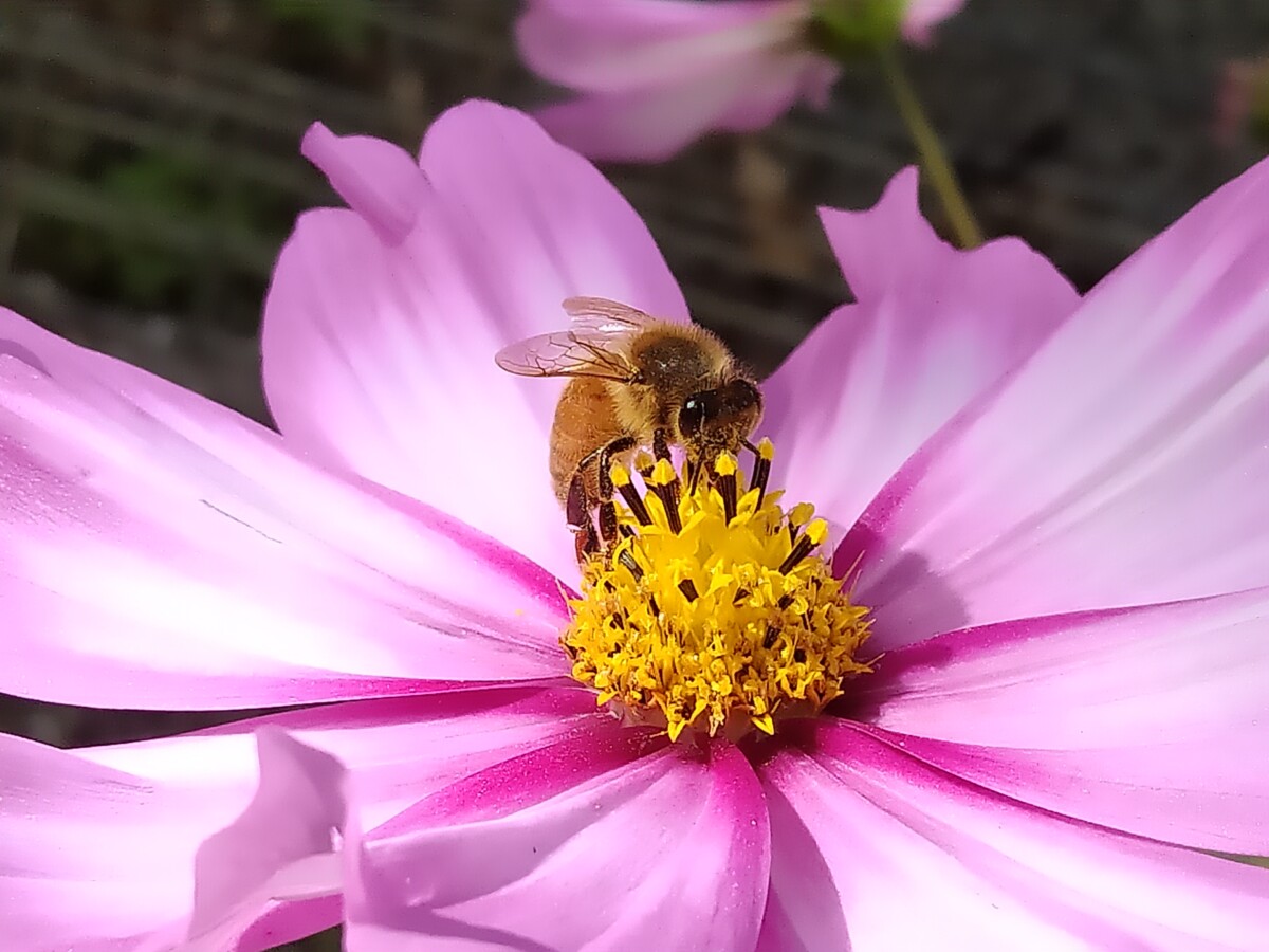Tasmania flower with bee