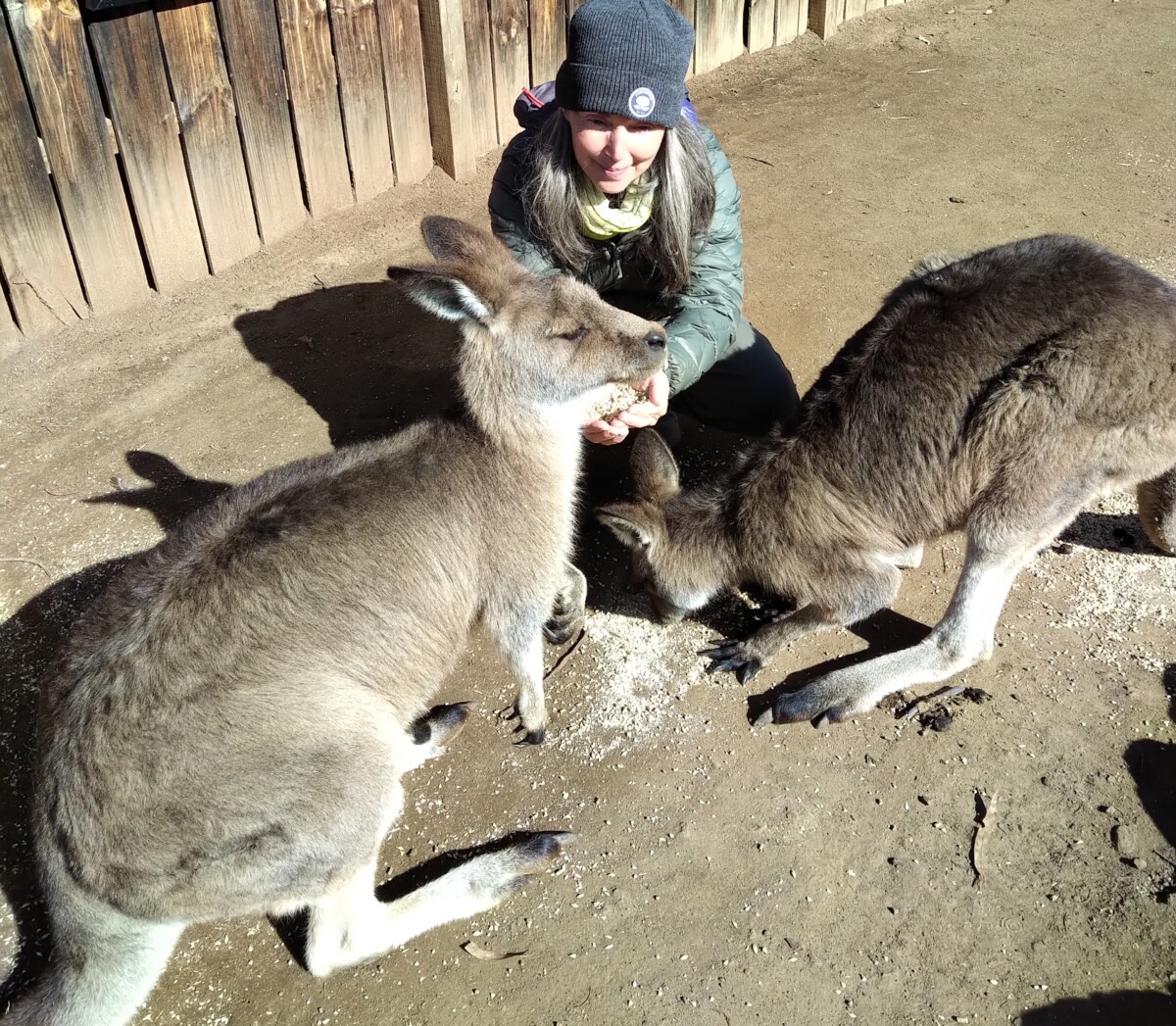 Cheryl Millett feeding kangaroos Tasmania
