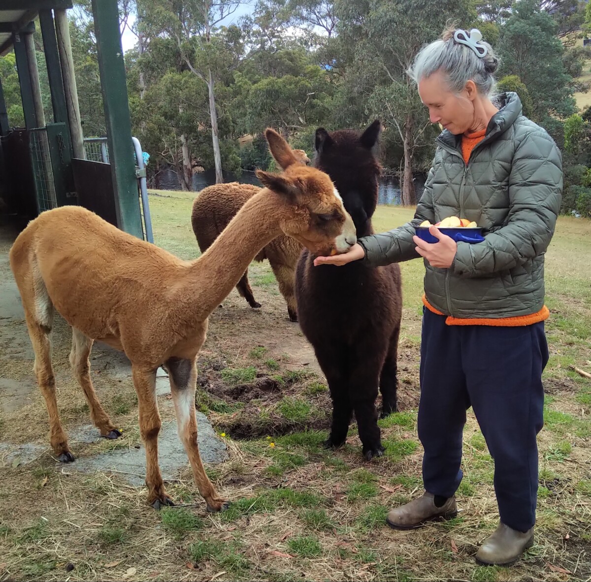Tasmania Cheryl Millett feeding alpacas