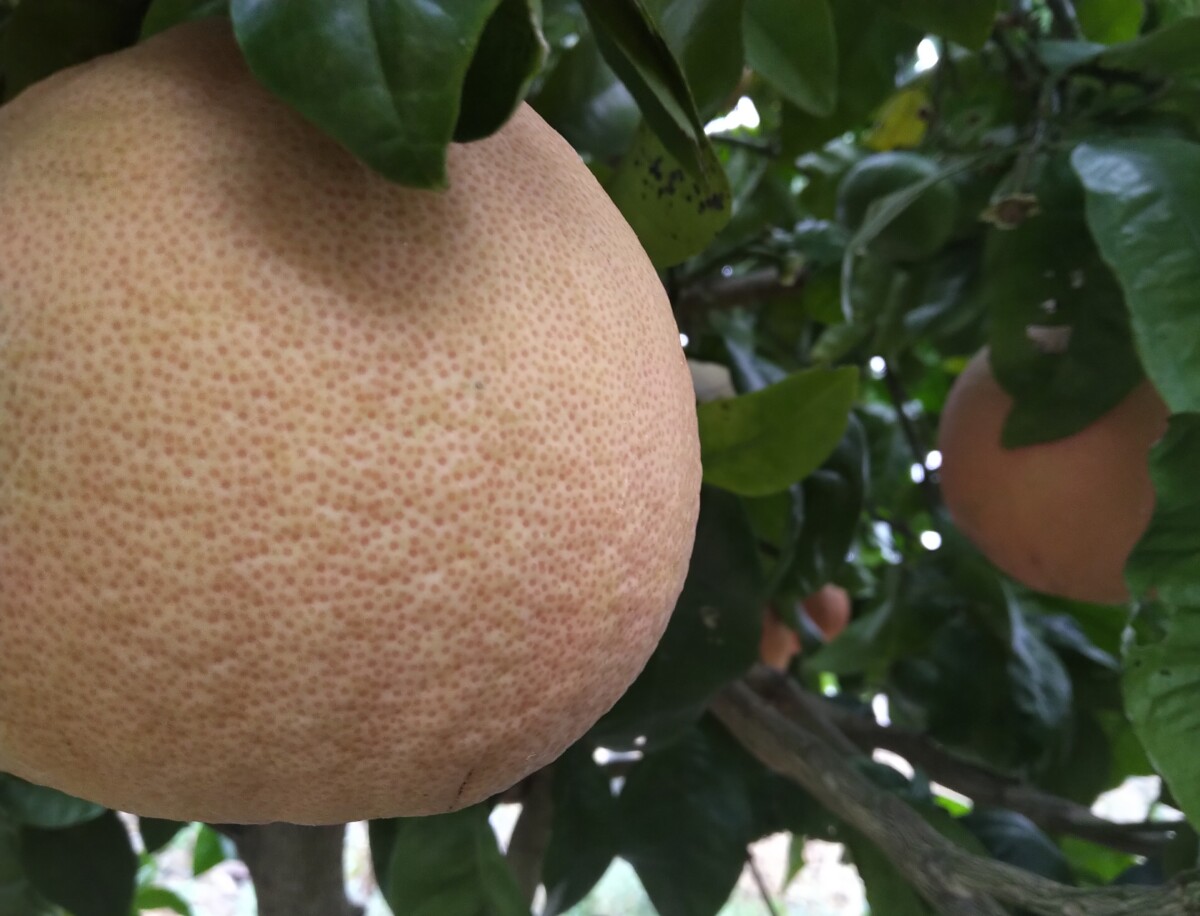 Grapefruit trees on Tasmania