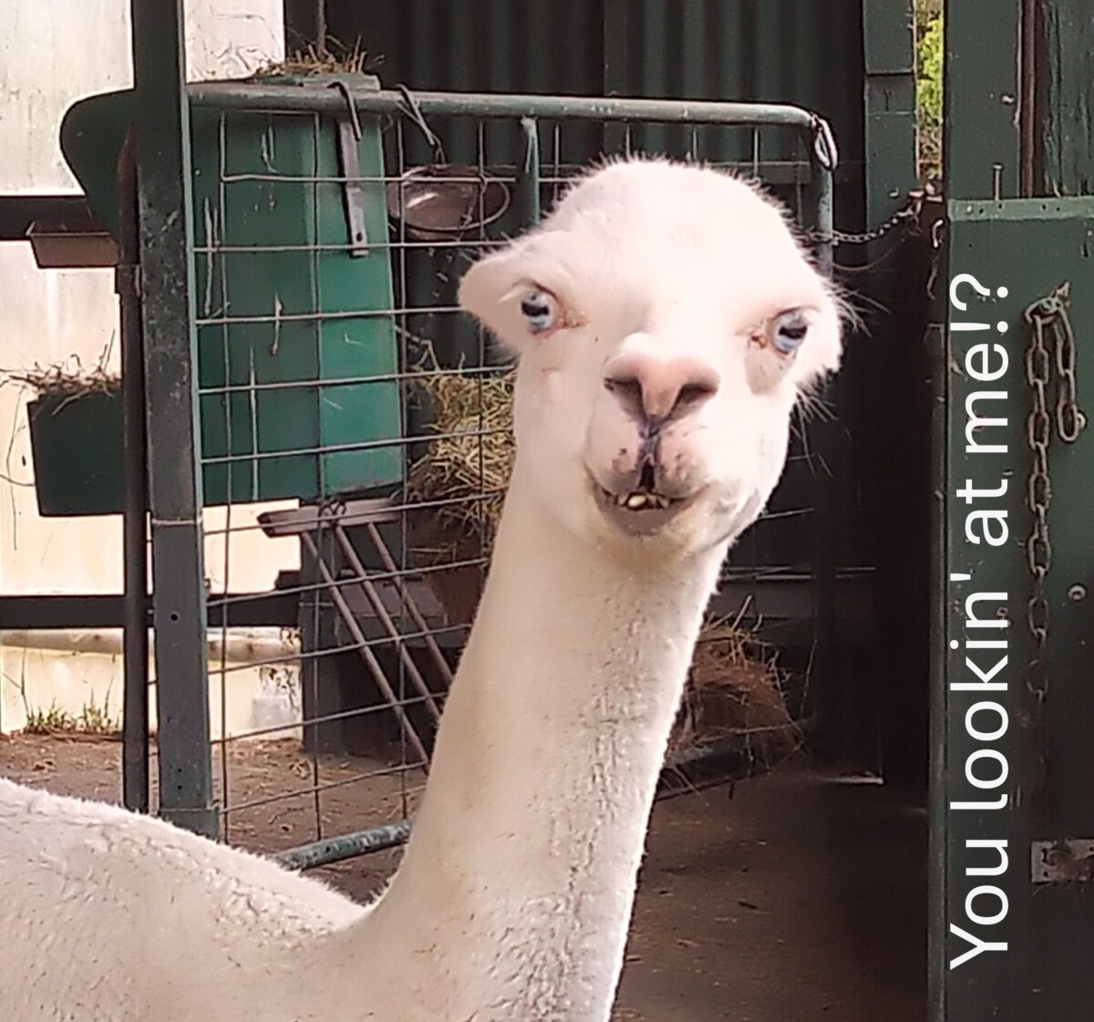 cute Alpacas Tasmania
