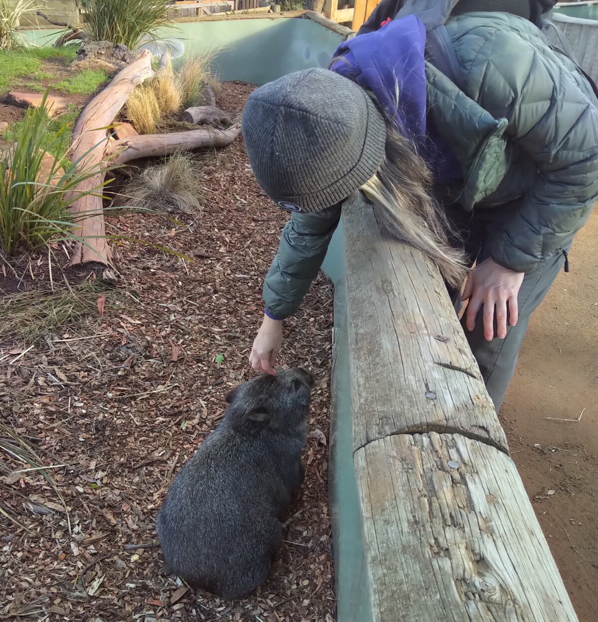 Wombat Tasmania