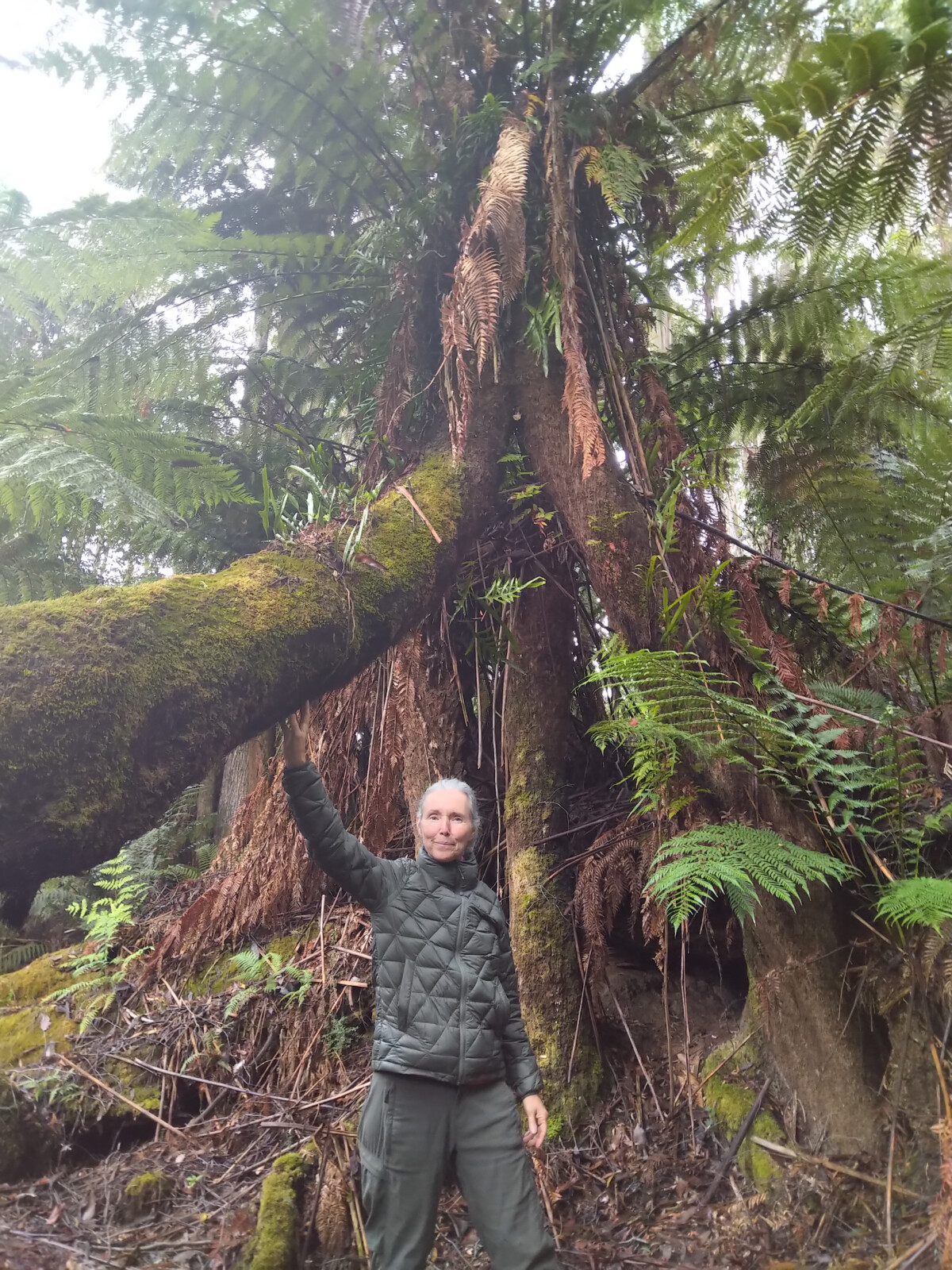 Tree ferns Tasmania
