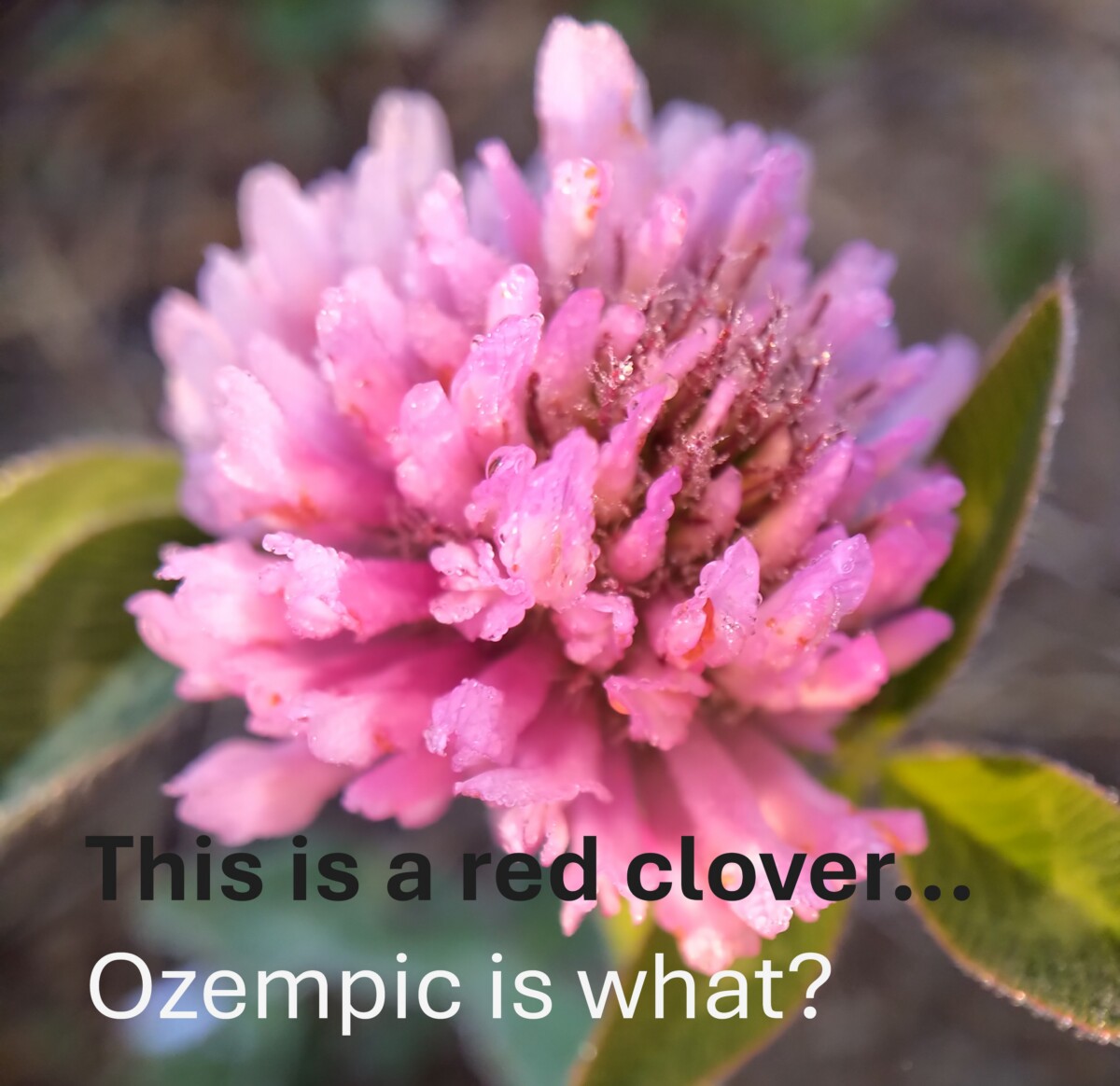 Ozempic Medication Wegovy Cheryl Millett