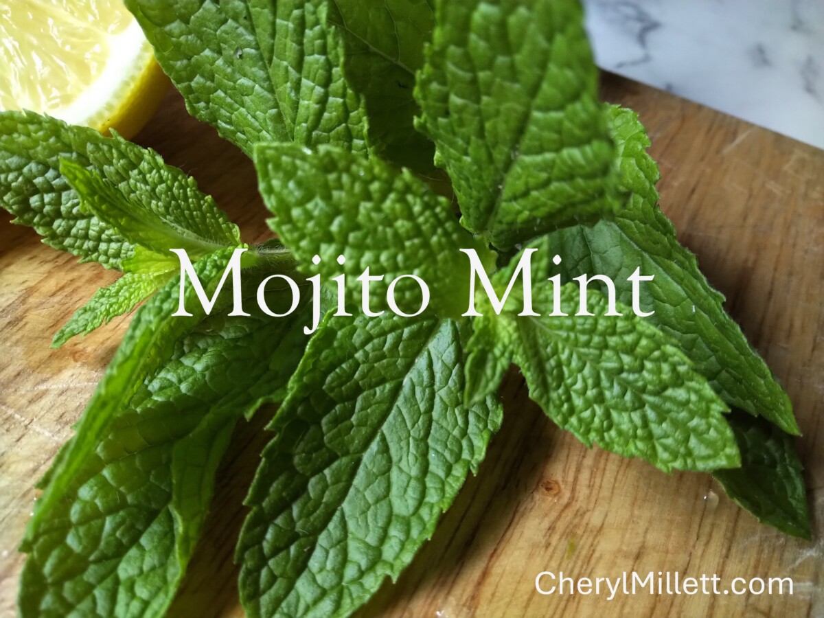Mojito Mint