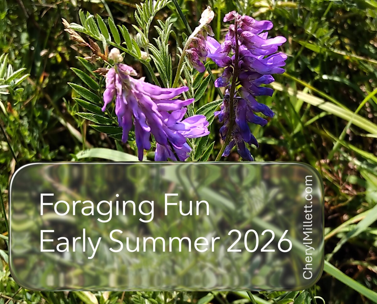 common vetch wild edible