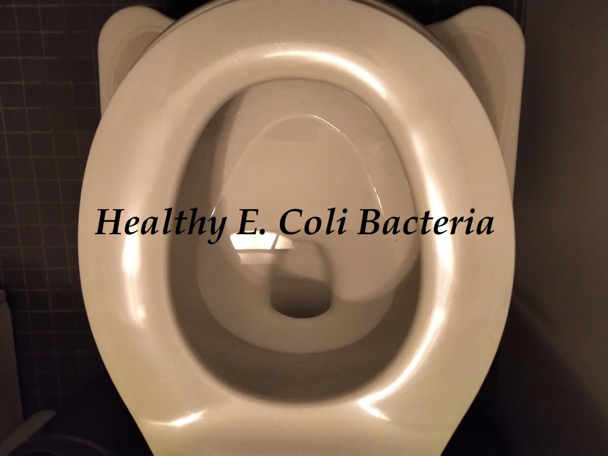 E Coli good bacteria