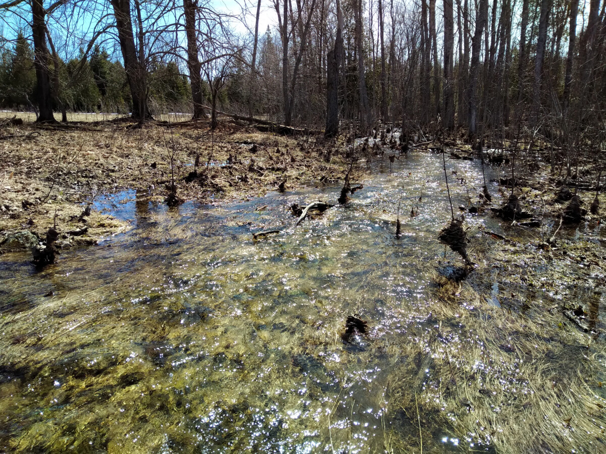 manitoulin acres spring fed bog